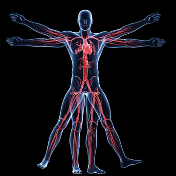 Anatomy and Physiology for the Paramedic Provider